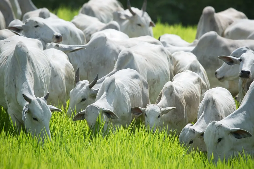 Rebanho bovino brasileiro em área de pastagem